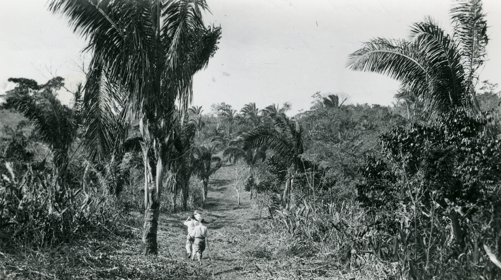 Two individuals walking through jungle terrain